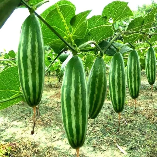 Parwal Seeds for Planting | Pointed Gourd Seed | High Quality Parwal Seeds for Home Kitchen Garden, Terrace Garden (Pack Of 30+ Seed — Linkbiz SmartDeal's