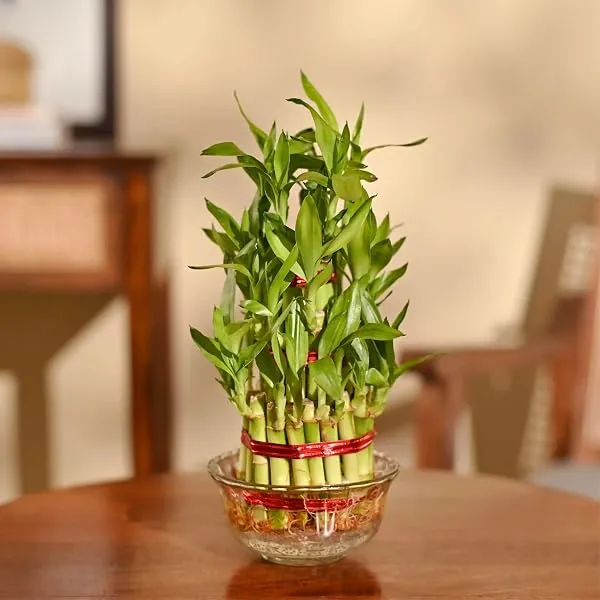 Ugaoo Lucky Bamboo 3 Layer Feng Shui Plant (green color) — Linkbiz SmartDeal's