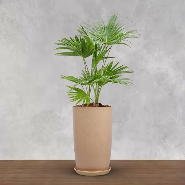 BonKaso 18 inch Beige Flower Pot – Tall, Durable & Lightweight Polymer Tower Planter for Indoor & Outdoor Use: Home, Office, Garden & Balcony (Gamla/Gamale) — Linkbiz SmartDeal's