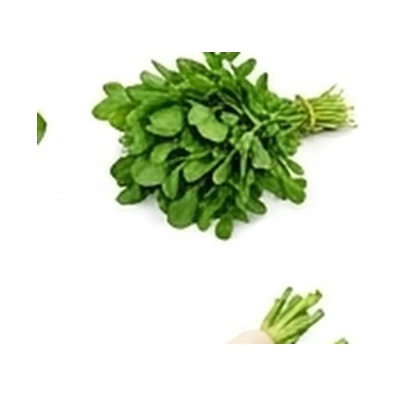 Coriander — Vegitable Shop Demo