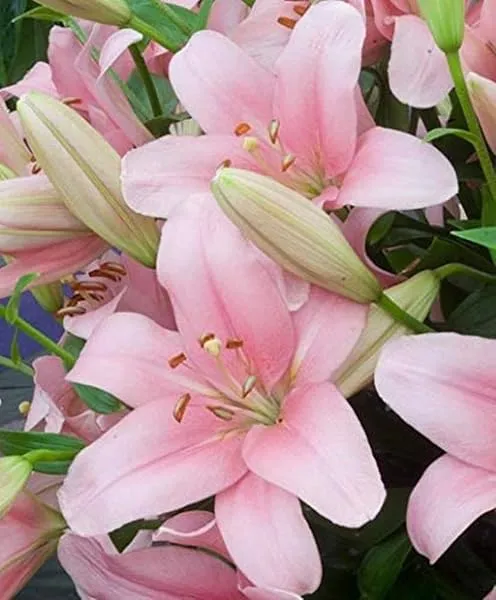 PLANTOGALLERY Asiatic Lily Imported and Hybrid Flower Bulbs Good Germination - Pack of 2 Bulbs (Pink) — Linkbiz SmartDeal's