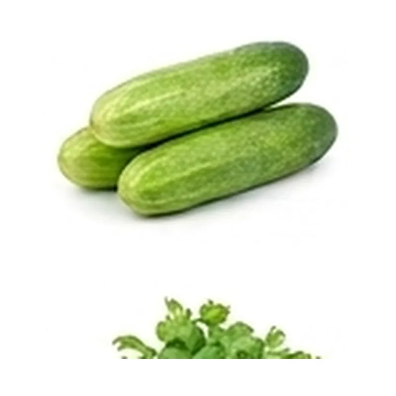 Capsicum