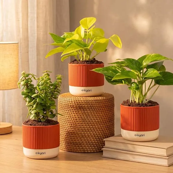Kyari Good Luck Combo of 3 Indoor Plants - Golden Money, Green Money & Jade with Red Self Watering Pot 4 Inch - Live Vastu Friendly Plants for Home Decor & Living Room - Good Luck — Linkbiz SmartDeal's