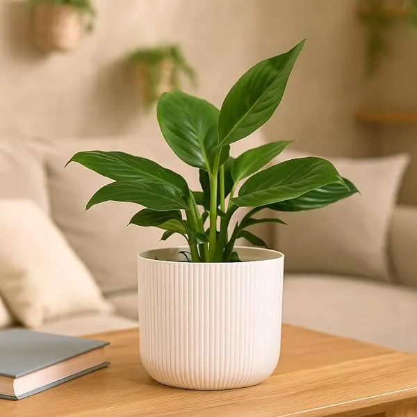 UGAOO Peace Lily Plant in White Ibiza Pot | Indoor Flowering Air-Purifying Plant for Home, Bedroom & Living Room Decor — Linkbiz SmartDeal's