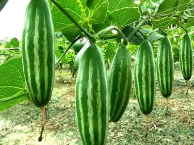 Parwal Seeds for Planting | Pointed Gourd Seed | High Quality Parwal Seeds for Home Kitchen Garden, Terrace Garden (Pack Of 30+ Seed