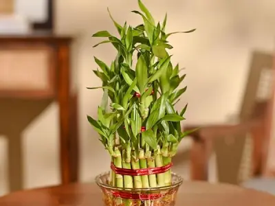 Ugaoo Lucky Bamboo 3 Layer Feng Shui Plant (green color)