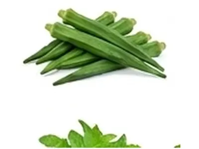 Bottle Gourd