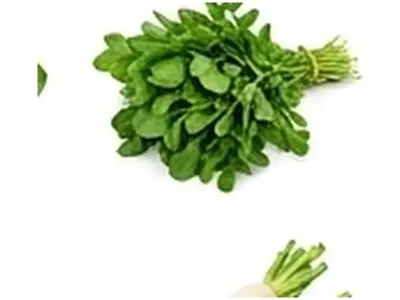 Coriander