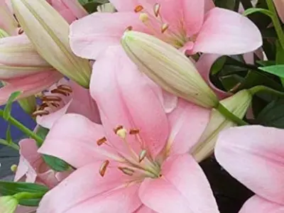 PLANTOGALLERY Asiatic Lily Imported and Hybrid Flower Bulbs Good Germination - Pack of 2 Bulbs (Pink)