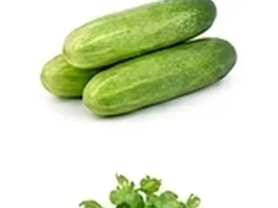 Capsicum