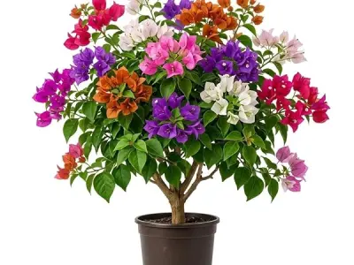 Multicolor Bougainvillea Live Plant with Pot | Rare Grafted Bougainvillea Bonsai Flower Plant | Decorative Outdoor Indoor Flowering Plant for Home Garden Balcony Terrace Décor | (P