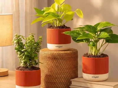 Kyari Good Luck Combo of 3 Indoor Plants - Golden Money, Green Money & Jade with Red Self Watering Pot 4 Inch - Live Vastu Friendly Plants for Home Decor & Living Room - Good Luck