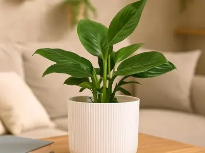 UGAOO Peace Lily Plant in White Ibiza Pot | Indoor Flowering Air-Purifying Plant for Home, Bedroom & Living Room Decor